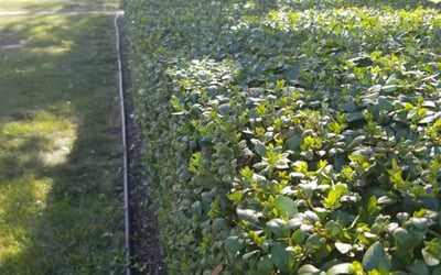 Photo of Linda C.'s yard after getting landscaping in Marblehead, MA