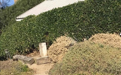 Photo of Deanna A.'s yard after getting tree care in San Jose, CA