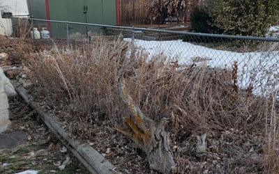 Photo of Frances S.'s yard after getting landscaping in Como, CO
