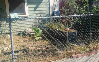 Photo of Carmen P.'s yard after getting tree care in Santa Barbara, CA
