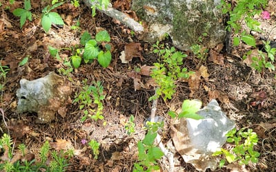 Photo of James S.'s yard after getting landscaping in Hixson, TN