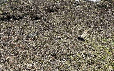 Photo of Amanda C.'s yard after getting landscaping in Alpharetta, GA