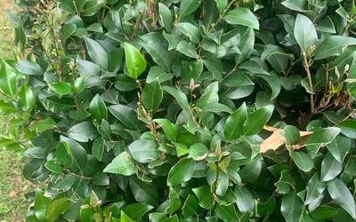 Photo of Anita O.'s yard after getting tree care in Forest Park, GA