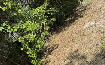 Photo of Jennifer A.'s yard after getting tree care in Bartow, FL