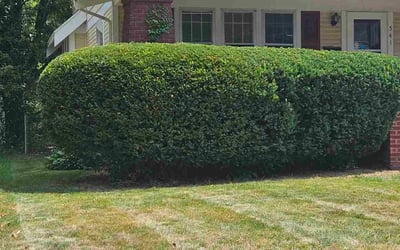 Photo of Rebecca W.'s yard after getting tree care in Akron, OH
