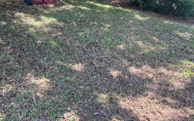 Photo of Stephanie H.'s yard after getting landscaping in Fruitland Park, FL