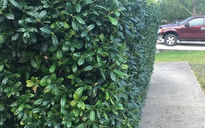 Photo of Kelyn B.'s yard after getting landscaping in Sutherland Springs, TX