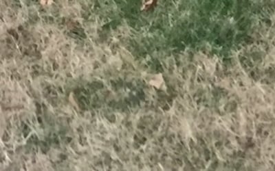 Photo of Jackie B.'s yard after getting landscaping in Dickson, TN