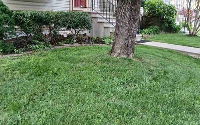 Photo of Ashley W.'s yard after getting landscaping in Beltsville, MD