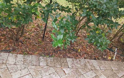 Photo of Teresita F.'s yard after getting tree care in Neptune Beach, FL