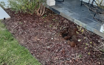 Photo of Diane M.'s yard after getting landscaping in Redondo Beach, CA