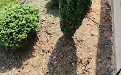 Photo of Precious J.'s yard after getting tree care in Columbia, SC