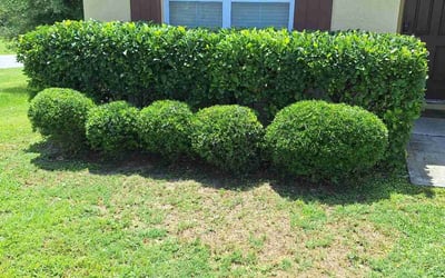 Photo of Jennifer M.'s yard after getting landscaping in Davenport, FL