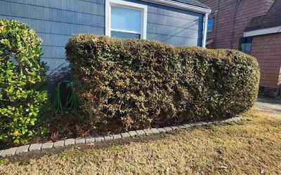 Photo of Andrew M.'s yard after getting landscaping in Poplar Branch, NC