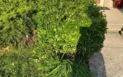 Photo of Denise W.'s yard after getting landscaping in Verona, KY