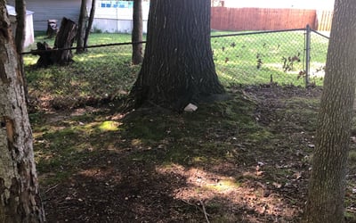 Photo of Darlene S.'s yard after getting landscaping in Charles Town, WV