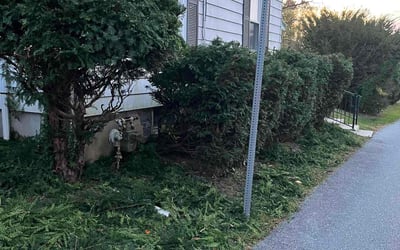 Photo of Mary N.'s yard after getting tree care in Doylestown, PA