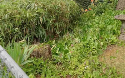 Photo of Chris H.'s yard after getting landscaping in Fairview, OR
