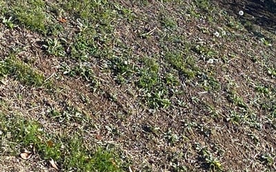 Photo of Susan M.'s yard after getting landscaping in Hermitage, TN
