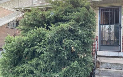 Photo of Anne S.'s yard after getting tree care in Pine, CO