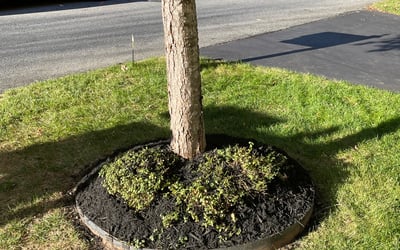 Photo of David R.'s yard after getting landscaping in Ashton, MD
