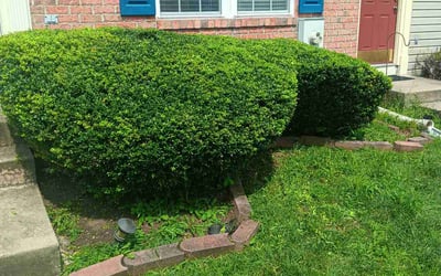 Photo of Melissa D.'s yard after getting landscaping in Manchester, MD