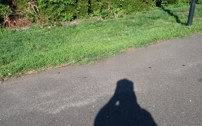 Photo of Susan H.'s yard after getting landscaping in Wilton, CT