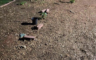 Photo of Cristal L.'s yard after getting tree care in Buford, GA