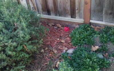 Photo of Chen Z.'s yard after getting landscaping in Los Gatos, CA