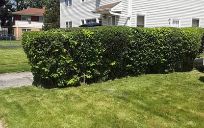 Photo of Renee J.'s yard after getting landscaping in Muskego, WI