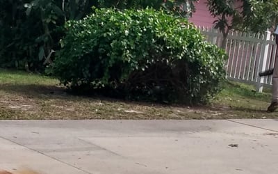 Photo of Carlos S.'s yard after getting tree care in Longboat Key, FL