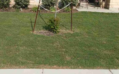 Photo of Jennifer P.'s yard after getting landscaping in Seguin, TX