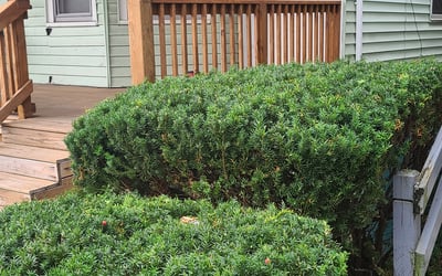 Photo of Anna L.'s yard after getting landscaping in Hilton, NY