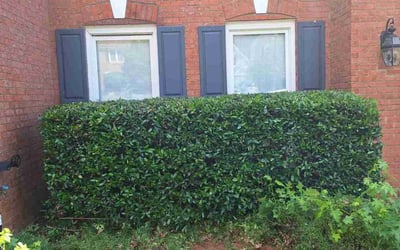 Photo of Tyler N.'s yard after getting landscaping in Lawrenceville, GA