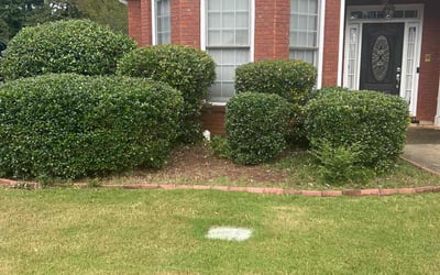 Photo of Christina T.'s yard after getting tree care in Conyers, GA