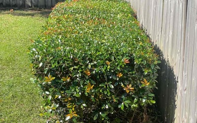 Photo of Rick D.'s yard after getting landscaping in Bagdad, FL