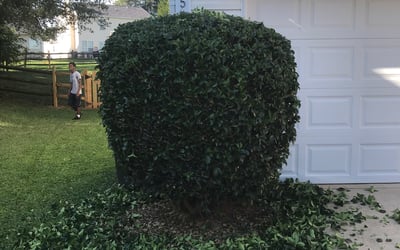 Photo of Keno C.'s yard after getting tree care in Clover, SC