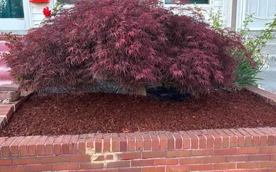 Photo of Tina B.'s yard after getting landscaping in Baltimore, MD