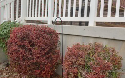 Photo of Kelly E.'s yard after getting landscaping in American Fork, UT