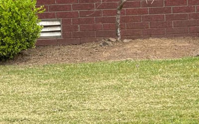 Photo of Leann B.'s yard after getting landscaping in Cabot, AR