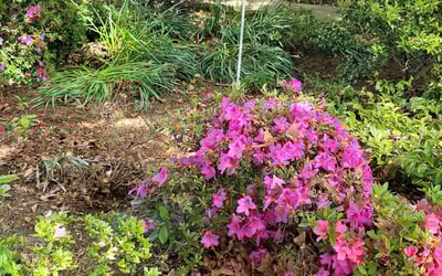 Photo of James S.'s yard after getting landscaping in Hixson, TN