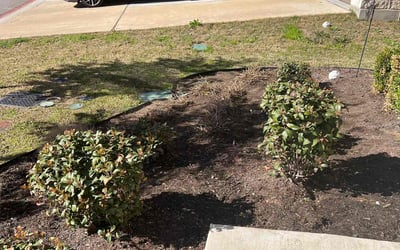 Photo of Ryan F.'s yard after getting landscaping in Walburg, TX