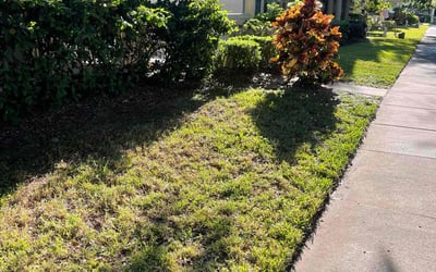 Photo of Andrew L.'s yard after getting landscaping in Windermere, FL