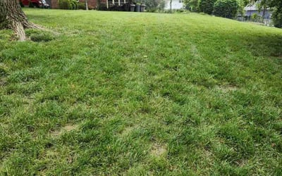 Photo of Joyce M.'s yard after getting landscaping in Saint Charles, MO