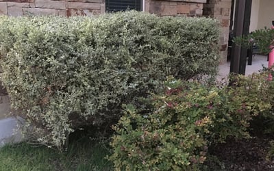 Photo of Lauren M.'s yard after getting tree care in Converse, TX