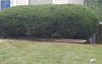 Photo of Michelle F.'s yard after getting landscaping in Wellington, MO