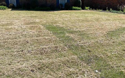 Photo of Crystal N.'s yard after getting landscaping in Munford, TN