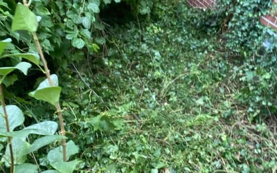 Photo of Molly K.'s yard after getting landscaping in Utica, MI
