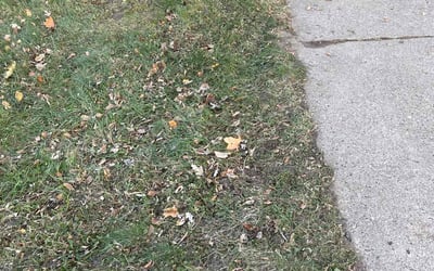 Photo of Krista D.'s yard after getting landscaping in Hager City, WI