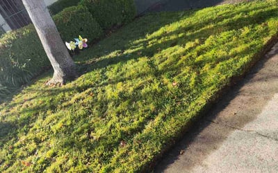 Photo of Oue S.'s yard after getting landscaping in Galt, CA